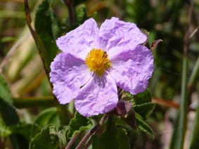 Cistus creticus var corsicus